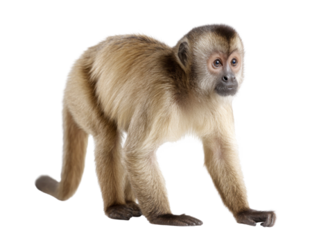 A mischievous monkey sneaking around playfully isolated