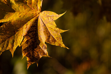 Autumn Maple Leaf with Golden Bokeh Background