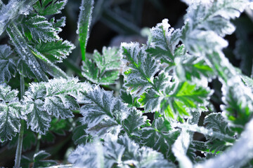 Green Leaves Covered with Frost in Early Winter