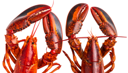 Pair of premium lobsters one whole and one tail section isolated on transparent background