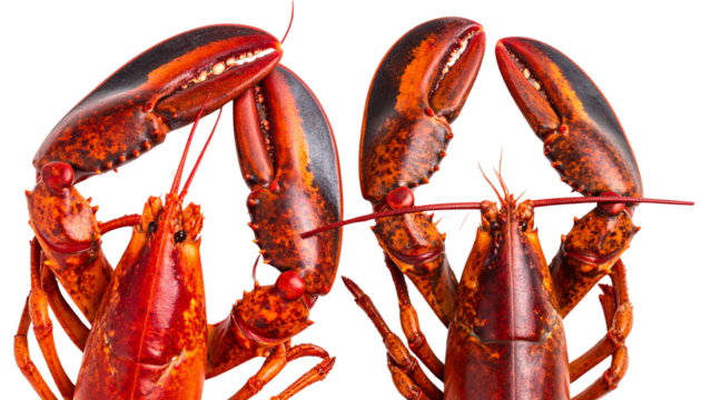 Pair of premium lobsters one whole and one tail section isolated on transparent background