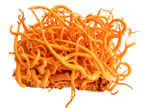 Orange, worm-like filaments sprout from a tan base, resembling a fungal growth