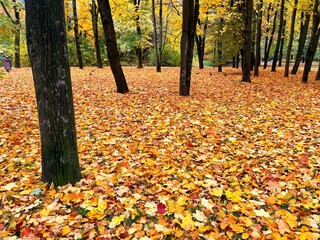 falling autumn leaves on the ground in the park, golden fall