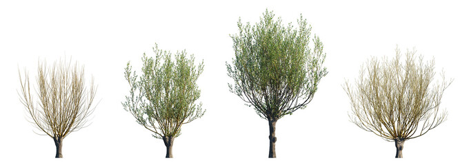 Salix caprea tree (Goat Willow) isolated PNG on a transparent background premium nature cutout