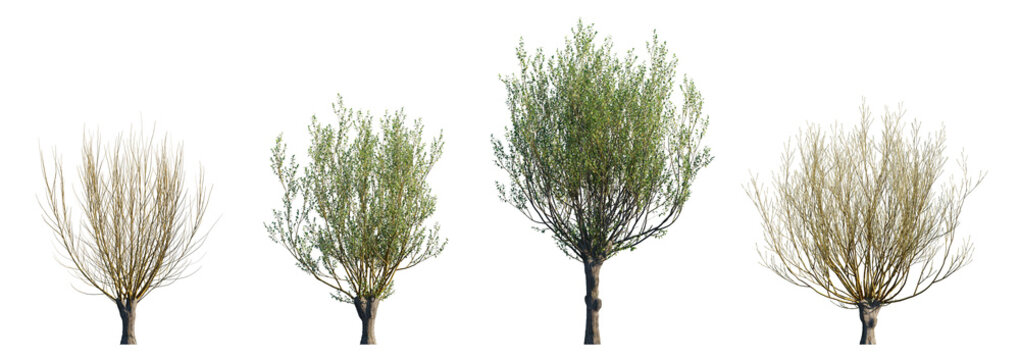 Salix caprea tree (Goat Willow) isolated PNG on a transparent background premium nature cutout