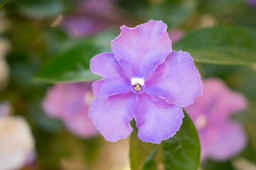 Close-up of Paraguayan jasmine flower blooming in spring. White and violet flowers