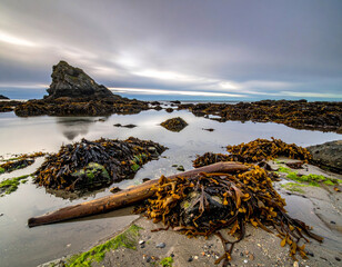 A rocky shoreline at low tide with seaweed, driftwood, and tide pools. Ai