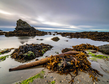 A rocky shoreline at low tide with seaweed, driftwood, and tide pools. Ai - Powered by Adobe