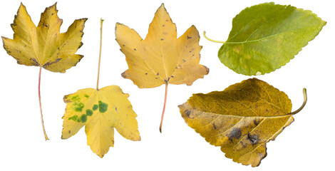 Autumn Leaves Collection PNG : Diverse Fall Foliage Cutouts for Seasonal Design and Botanical Inspiration, Original Size