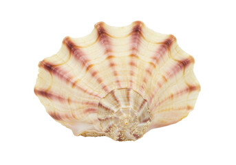 Elegant fluted clam shell isolated, a marine bivalve mollusk with a beautiful striped pattern in beige and purple tones