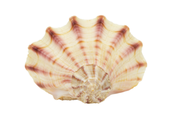 Elegant fluted clam shell isolated, a marine bivalve mollusk with a beautiful striped pattern in beige and purple tones