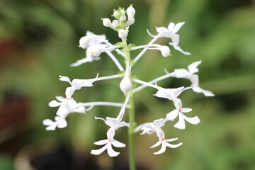 white unique orchids are in full bloom in the Bogor Botanical Gardens