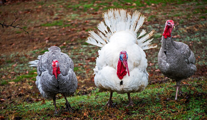 The dominate white turkey struts his stuff and fans his feathers as a slate gray turkey on each side observes the surroundings. Bokeh.