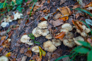 Cluster of wild mushrooms growing among fallen autumn leaves on the forest floor in Kamačnik Canyon, Croatia