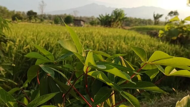 Cassava leaves growing in the rice fields. 4k video