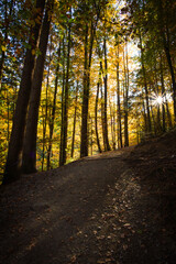 path in autumn forest