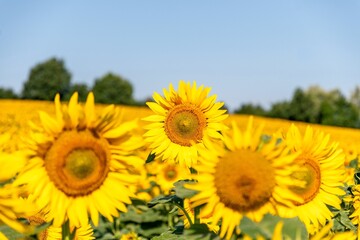gros plan de de fleurs de tournesol avec de belles couleurs jaune et orange au bord d'un chemin de randonn&eacute;e proche d'Issoire dans le puy de D&ocirc;me
