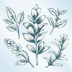 Modern line art style vector botany icons. Essential set for wellness, cosmetic, and organic food industries. Represents nature, health, environment, and herbal ingredients.