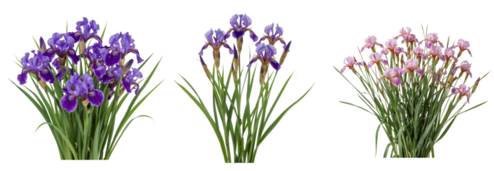 set of irises on a transparent background