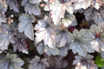 Close-up of Heuchera &lsquo;Plum Pudding&rsquo;, also known as coral bells, with large plum-purple leaves in a summer garden