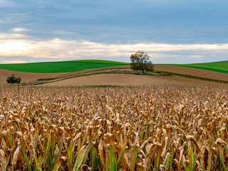Maisfeld kurz vor der Ernte in idyllischer Hügellandschaft