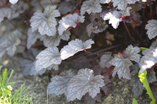 Close-up of Heuchera &lsquo;Plum Pudding&rsquo;, also known as coral bells, with large plum-purple leaves in a summer garden