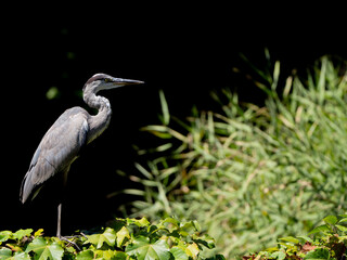 貫禄のあるアオサギ