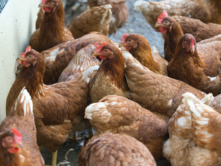 Brown egg laying hens raised in a natural outdoor garden