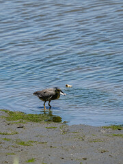餌を食べるササゴイ