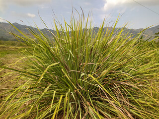 Photo of lemongrass plant with scientific name Cymbopogon Citratus.