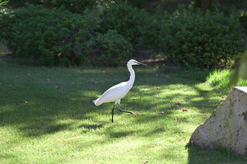 Fototapeta premium Egret in Hiroshima