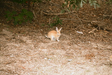 Rabbit Island, Hiroshima Japan