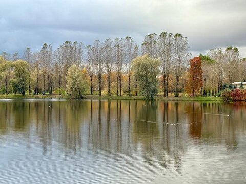 autumn trees reflection on the lake surface in the park, cloudy grey sky