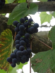 bunch of grapes