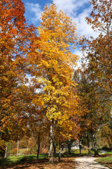Naklejka premium Autumn tree with bright yellow leaves standing in a sunny park under a clear blue sky. The golden foliage, surrounded by shades of red and orange, highlights the beauty and warmth of the fall season.