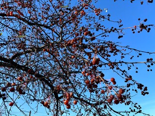 ranetnitsa in autumn against the blue sky