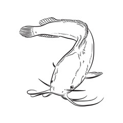 Catfish vector, black lines on white background.