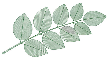 Fototapeta premium A vintage botanical illustration of a branch with multiple leaves.