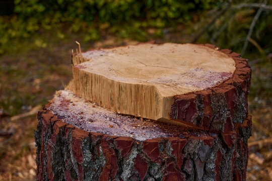 Tree stump of a felled pine in a forest cut with a chainsaw by a lumberjack company