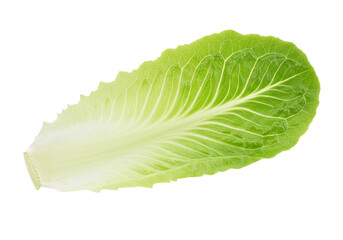 Fresh romaine lettuce leaf isolated PNG, vibrant green vegetable for healthy eating and salad preparation