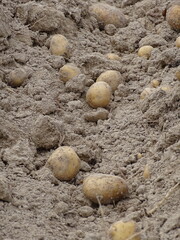 potatoes in the ground