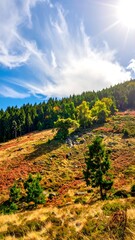 Sunny hillside scene with trees, fall foliage, and a blue sky