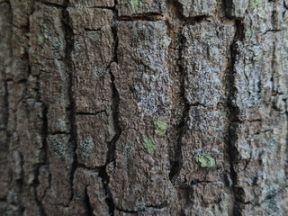 Detailed close-up of rough brown tree bark with natural cracks and moss patches