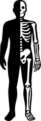 Split-body silhouette where one side alive, other skeletal - dual reality design vector with white background 