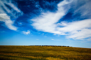Obraz premium Cattle Herd on a Hill, The Great Plains of South Dakota in Summer