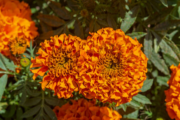 cempasúchil, flor de cempasúchil, flor de muerto, flor tradicional mexicana, día de muertos, altar de muertos, flor naranja, flor amarilla, huerta, anaranjada, flor, primavera, floral, hermoso, hojas,