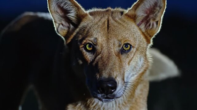 Watch as a curious dingo explores its surroundings in the moonlight. The animal's striking eyes reflect the beauty of the Australian outback at night.