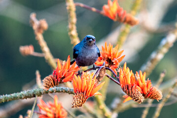 An Ashy Drongo Bird Perched On Bright Orange Flowers Among Branches In A Serene Garden Scene