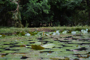 A pond with lily pads and a single lily stem