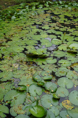 A pond full of lily pads and water lilies